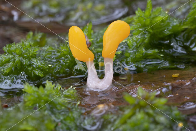 Beekmijtertje (Mitrula paludosa)