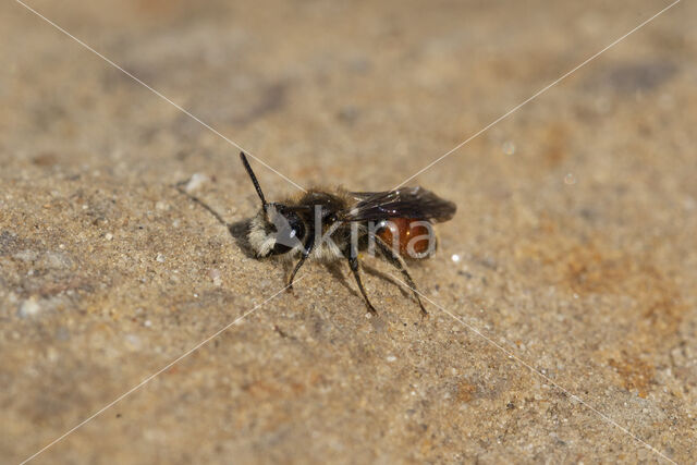 Girdled Mining Bee (Andrena labiata)