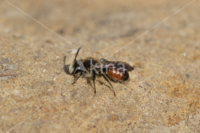 Girdled Mining Bee (Andrena labiata)