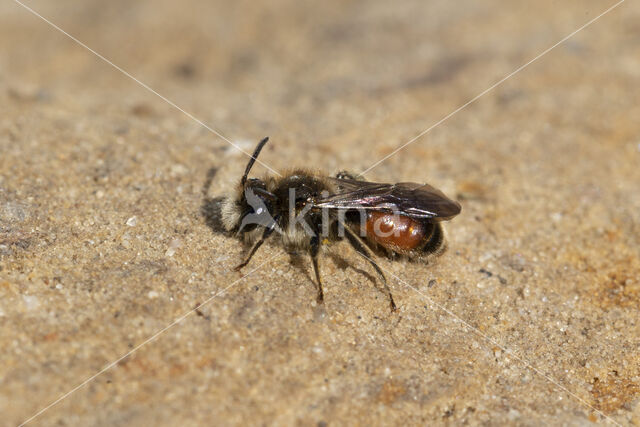 Girdled Mining Bee (Andrena labiata)