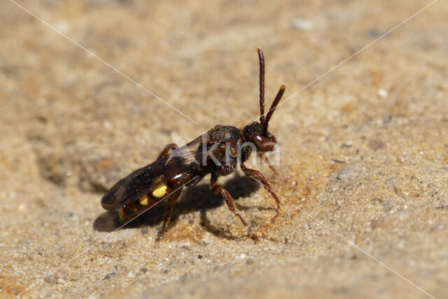 Gewone dubbeltand (Nomada ruficornis)