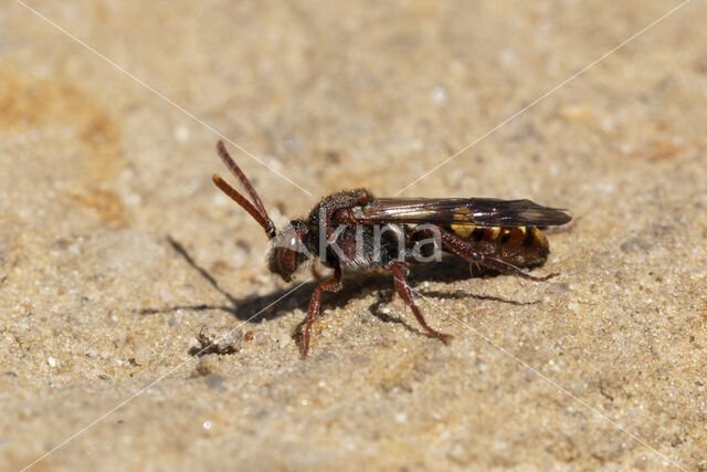 Gewone dubbeltand (Nomada ruficornis)