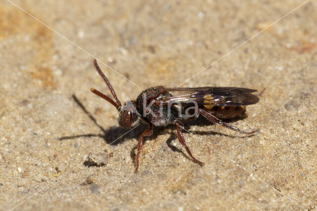 Gewone dubbeltand (Nomada ruficornis)