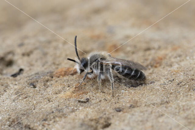 Witbaardzandbij (Andrena barbilabris)