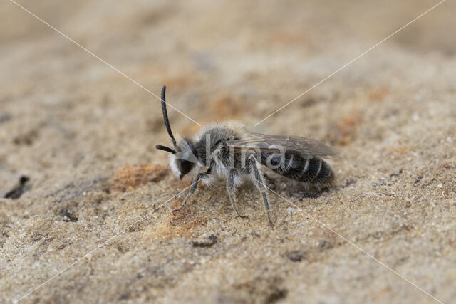 Witbaardzandbij (Andrena barbilabris)