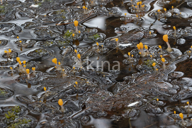 Beekmijtertje (Mitrula paludosa)