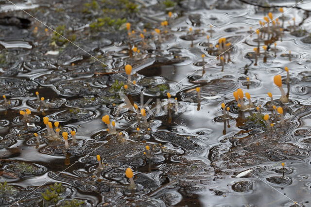 bog beacon (Mitrula paludosa)