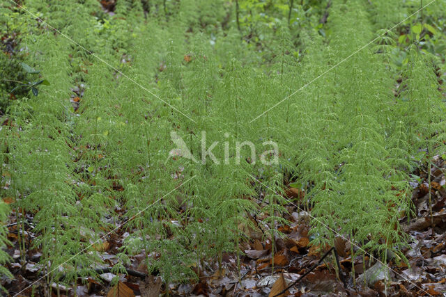 Wood Horsetail (Equisetum sylvaticum)