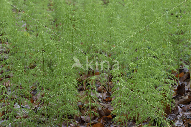 Wood Horsetail (Equisetum sylvaticum)