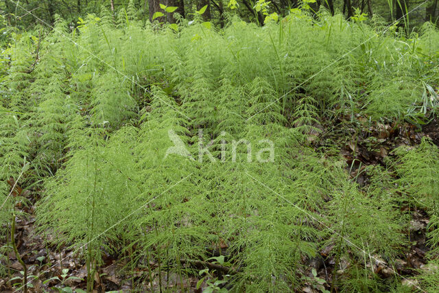 Bospaardenstaart (Equisetum sylvaticum)