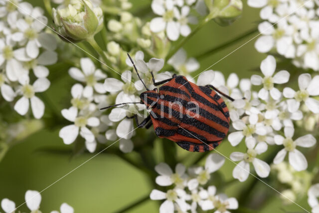 graphosoma italicum