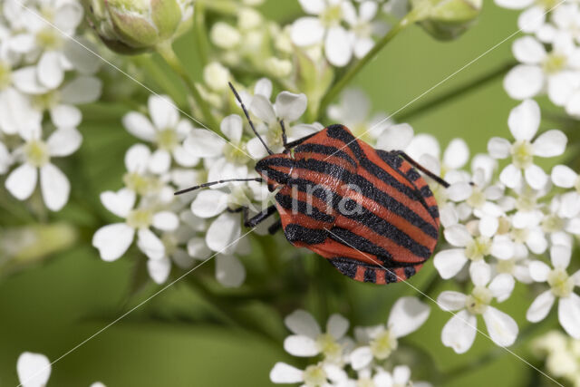 pyjamaschildwants (graphosoma italicum)