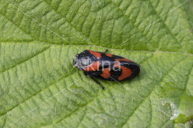 Froghopper (Cercopis vulnerata)