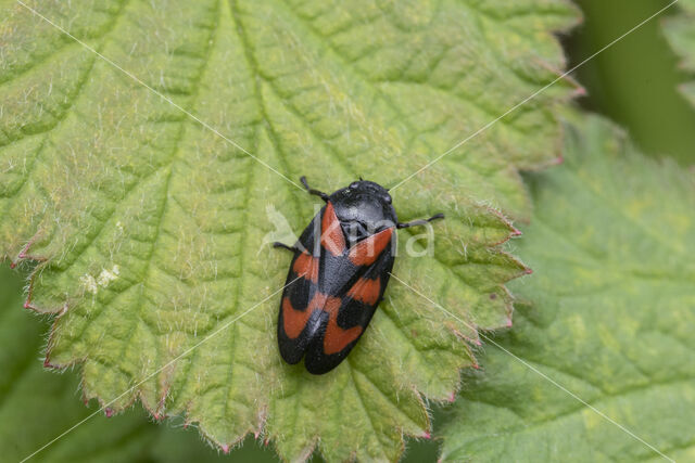 Froghopper (Cercopis vulnerata)