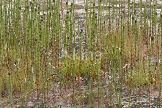 Waterhorsetail (Equisetum fluviatile)