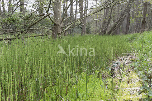 Waterhorsetail (Equisetum fluviatile)