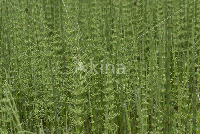 Waterhorsetail (Equisetum fluviatile)