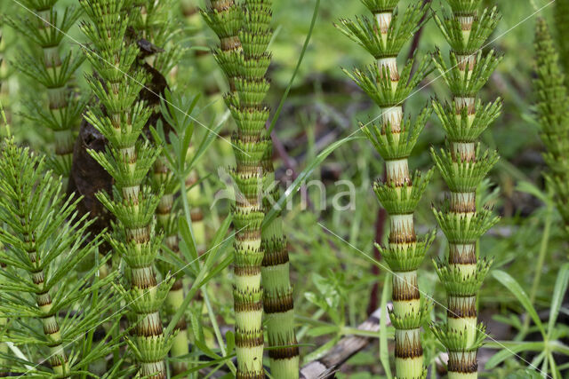 Great Horsetail (Equisetum telmateia)