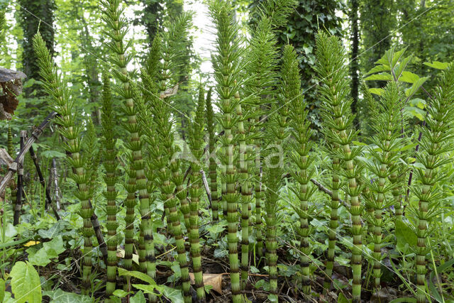 Great Horsetail (Equisetum telmateia)