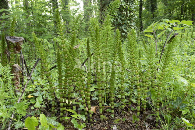 Reuzenpaardenstaart (Equisetum telmateia)