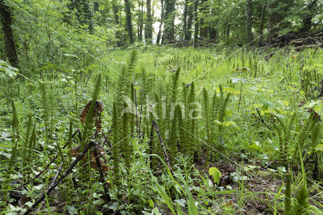 Great Horsetail (Equisetum telmateia)