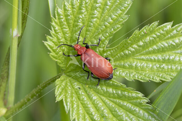 Roodkopvuurkever (Pyrochroa serraticornis)