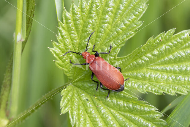 Roodkopvuurkever (Pyrochroa serraticornis)