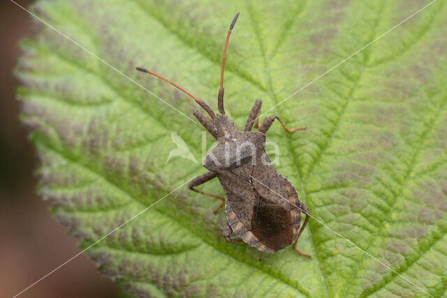 zuringrandwants (coreus marginatus)