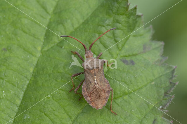 zuringrandwants (coreus marginatus)