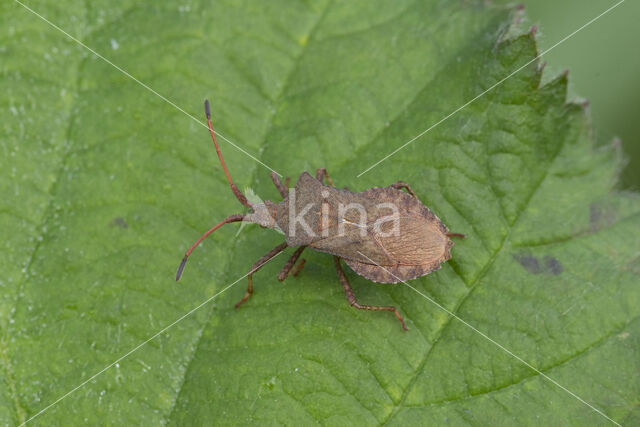 zuringrandwants (coreus marginatus)