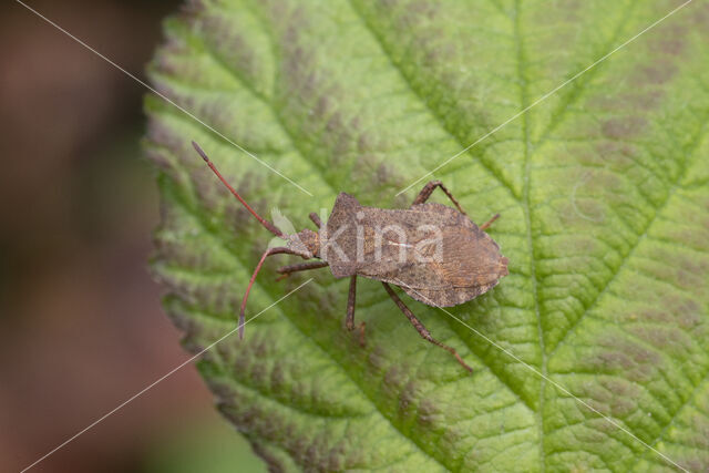 zuringrandwants (coreus marginatus)