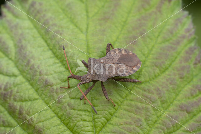 zuringrandwants (coreus marginatus)