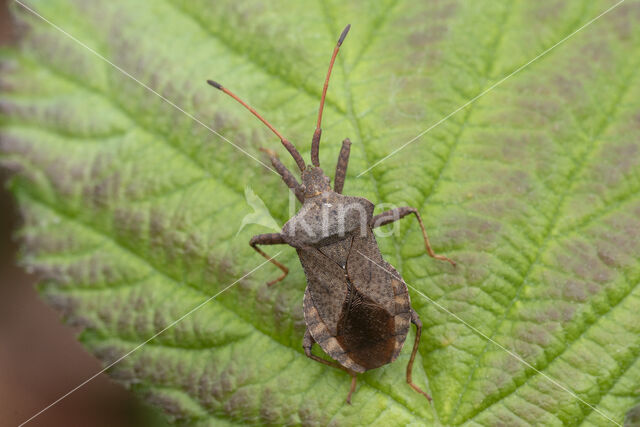 coreus marginatus