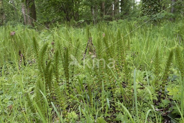 Great Horsetail (Equisetum telmateia)