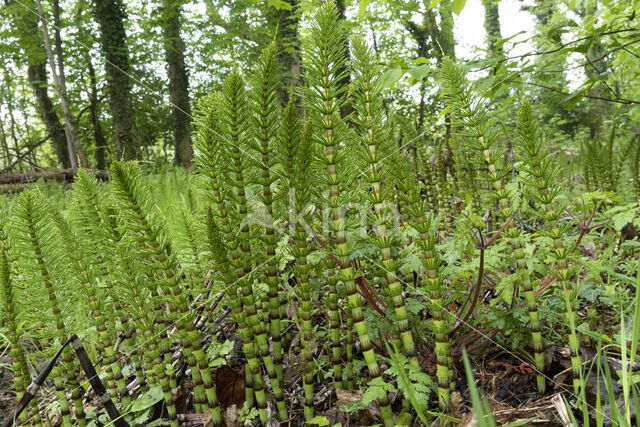 Great Horsetail (Equisetum telmateia)