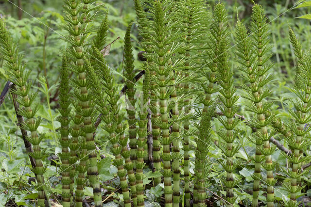 Great Horsetail (Equisetum telmateia)