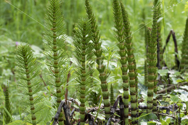 Reuzenpaardenstaart (Equisetum telmateia)