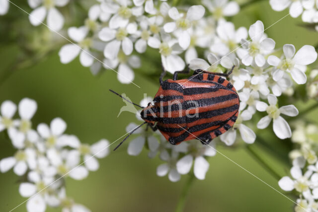 graphosoma italicum