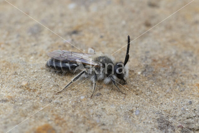 Andrena barbilabris