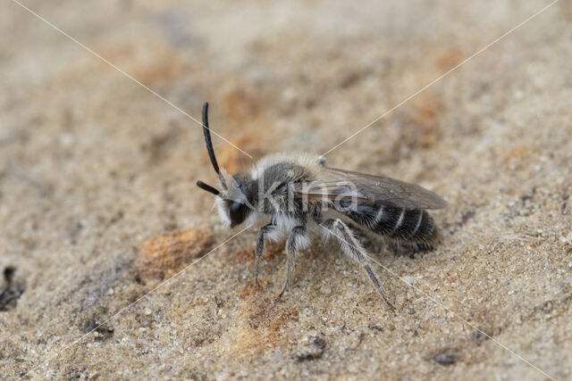 Witbaardzandbij (Andrena barbilabris)