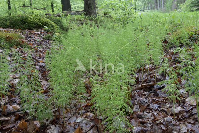 Wood Horsetail (Equisetum sylvaticum)