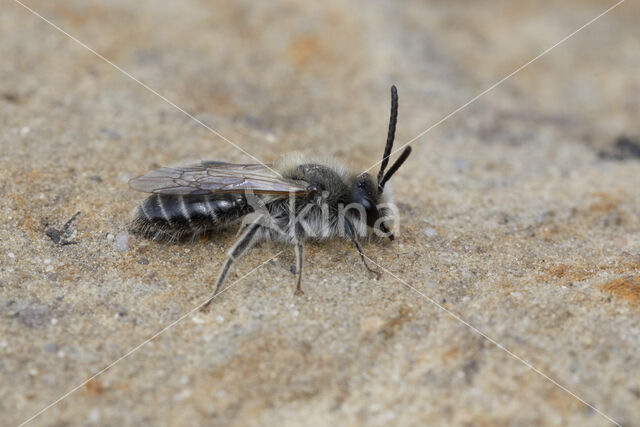 Andrena barbilabris