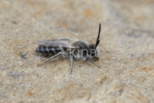 Witbaardzandbij (Andrena barbilabris)