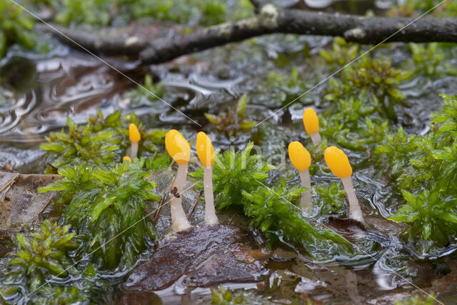 Beekmijtertje (Mitrula paludosa)