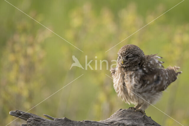 Steenuil (Athene noctua)