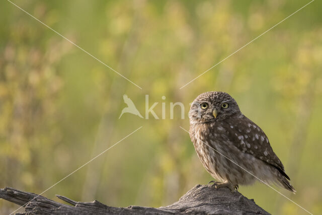 Little Owl (Athene noctua)