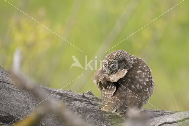 Little Owl (Athene noctua)