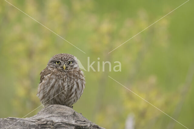 Little Owl (Athene noctua)