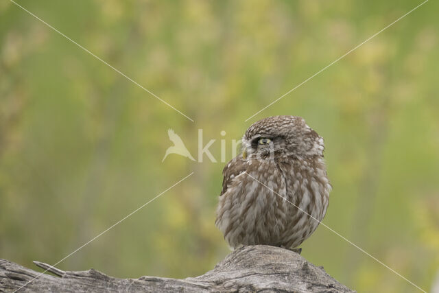 Steenuil (Athene noctua)