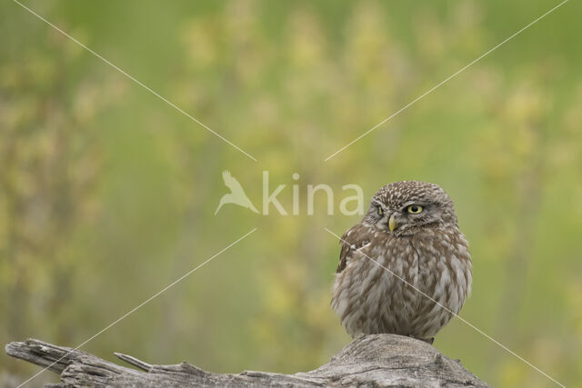 Little Owl (Athene noctua)